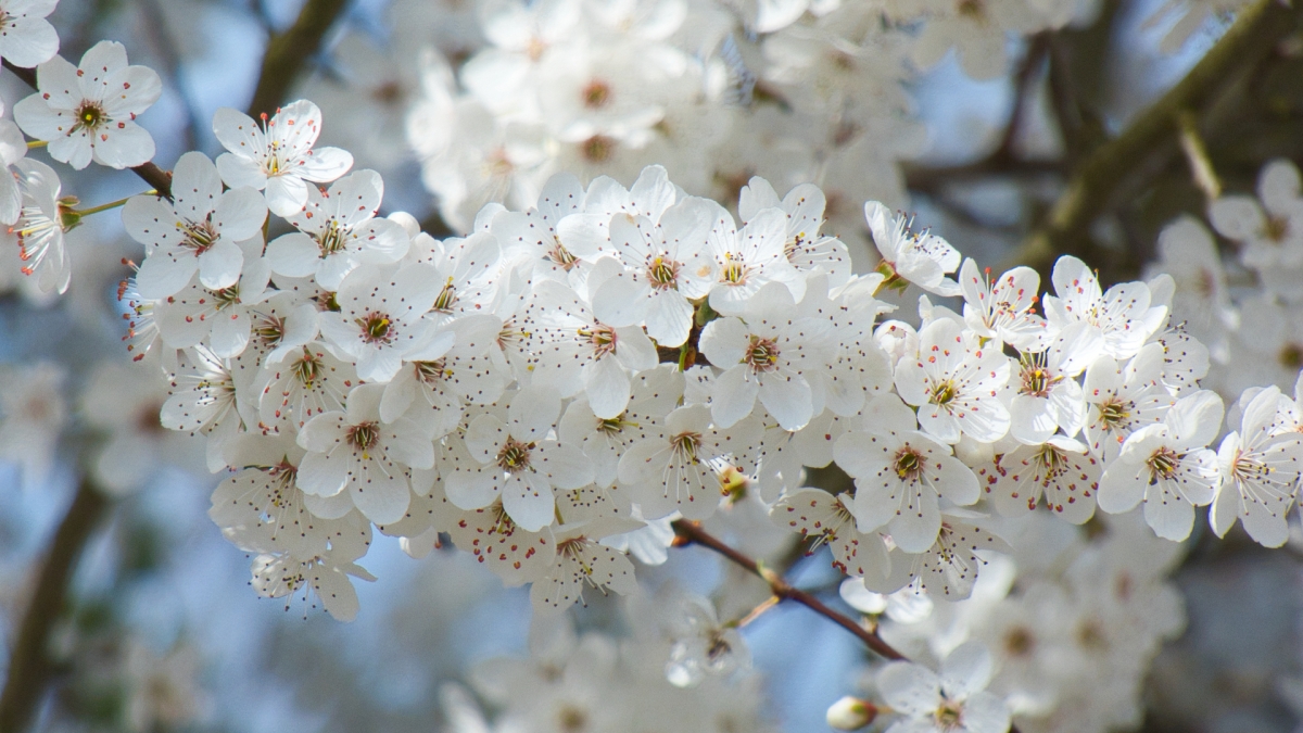 Rozw&oacute;j MDLXIII