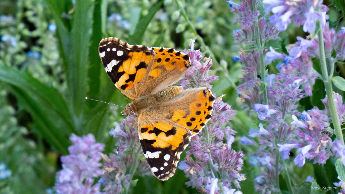 Rozw&oacute;j CCCVII