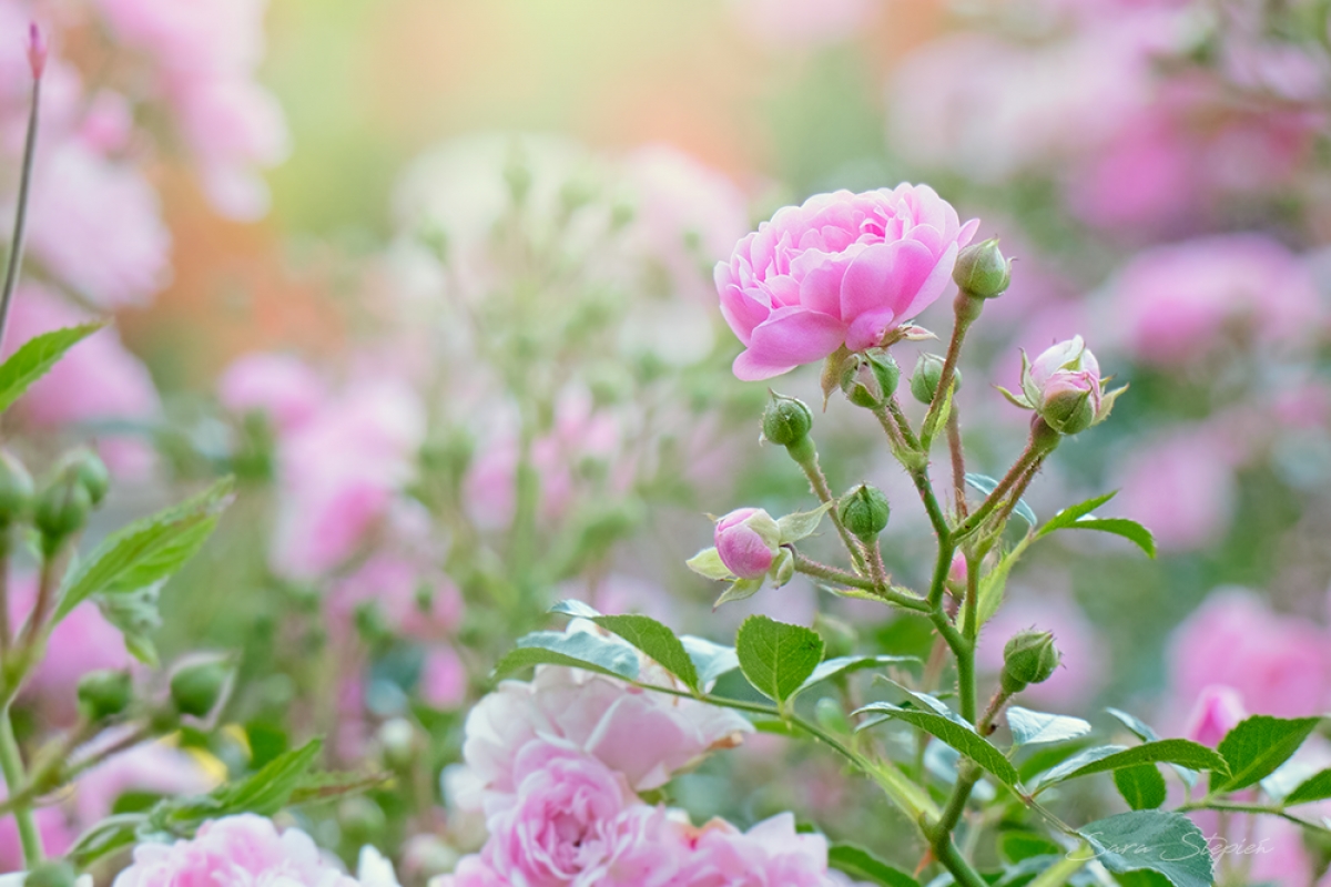 Rozw&oacute;j CDLXXII