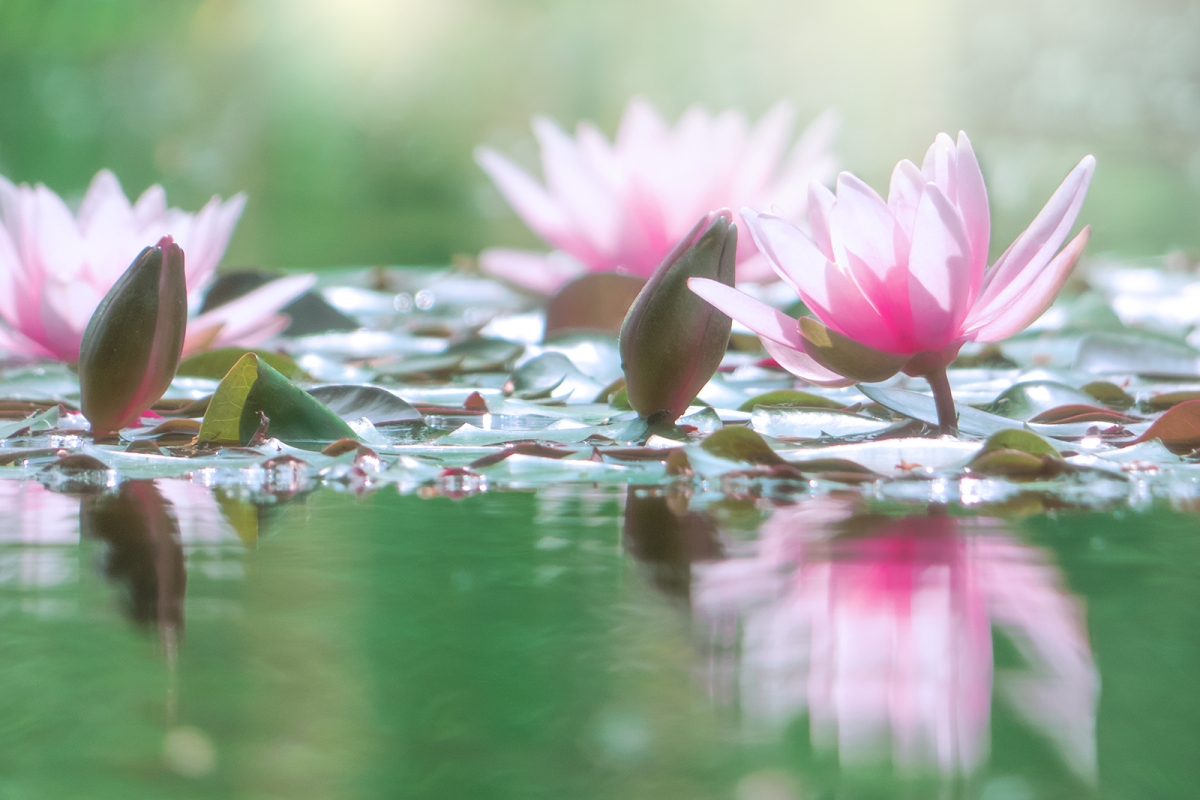 Rozw&oacute;j CDLXIII