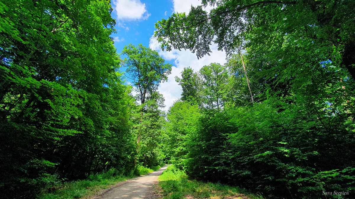 Rozw&oacute;j CDXLIX