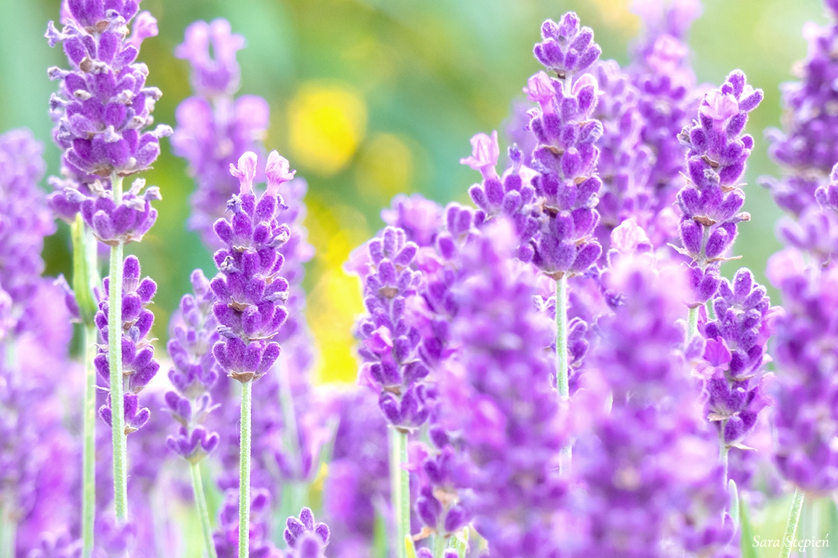 Rozw&oacute;j DCCXLVI