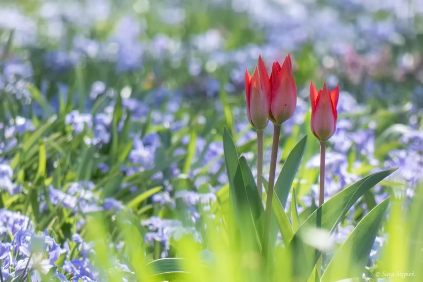 Rozw&oacute;j CDXXIV