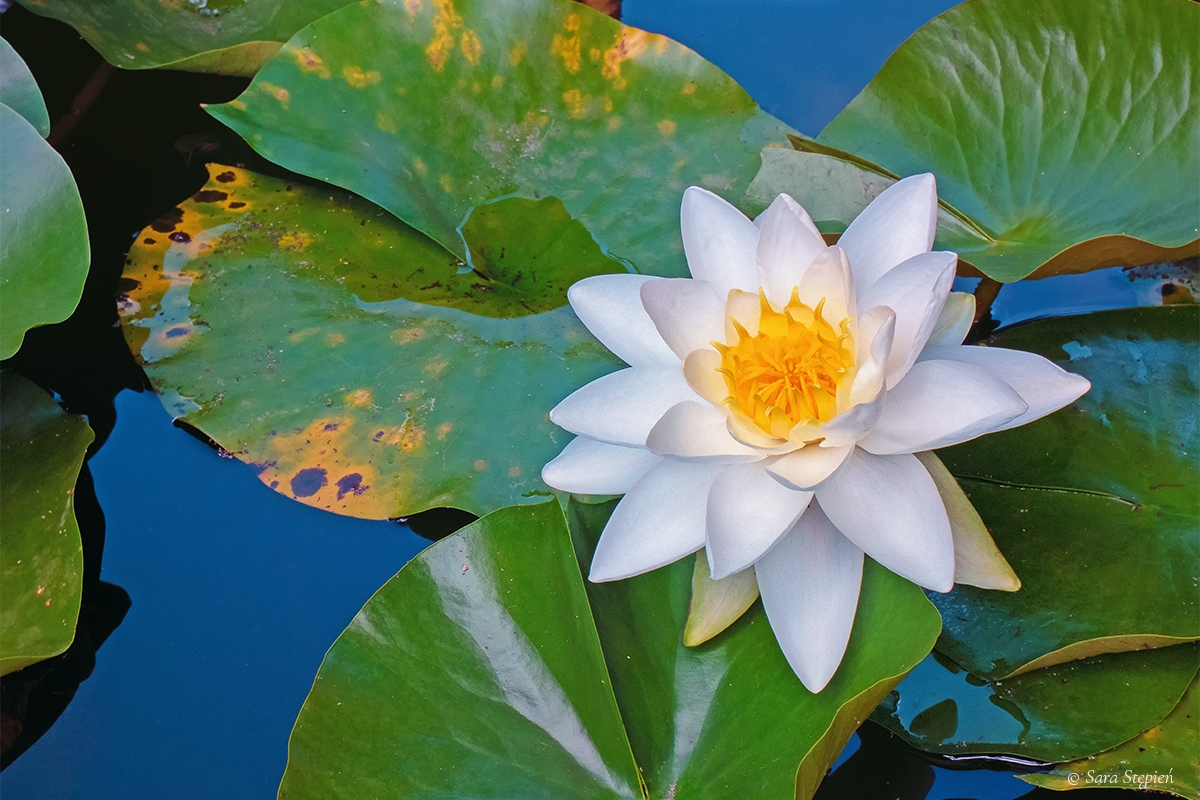 Rozw&oacute;j DLXXIV