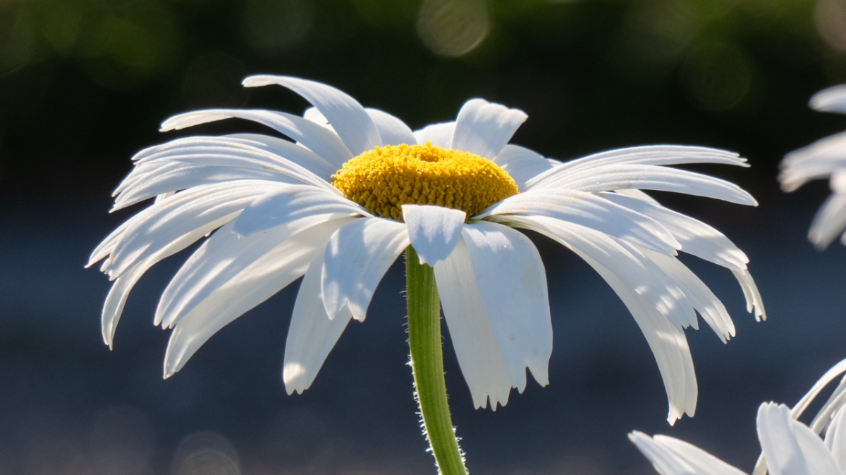 Rozw&oacute;j MCCCLXXIII