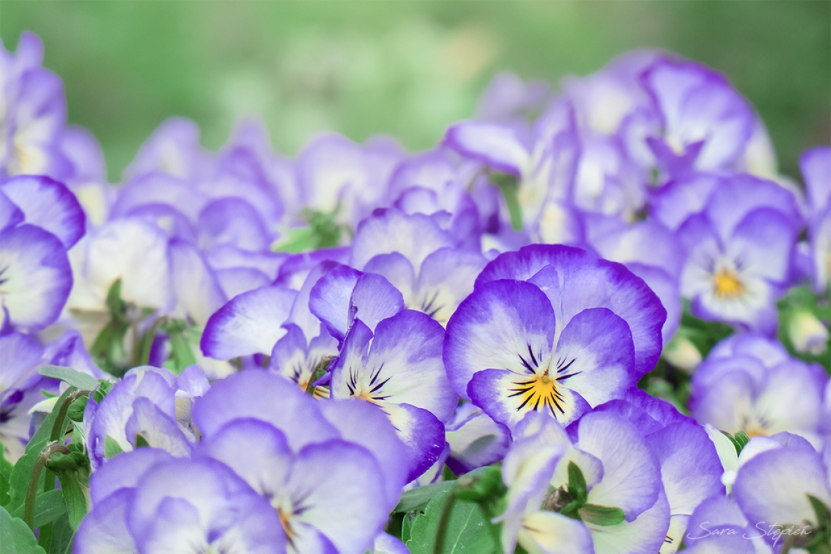 Rozw&oacute;j CDLXXXII