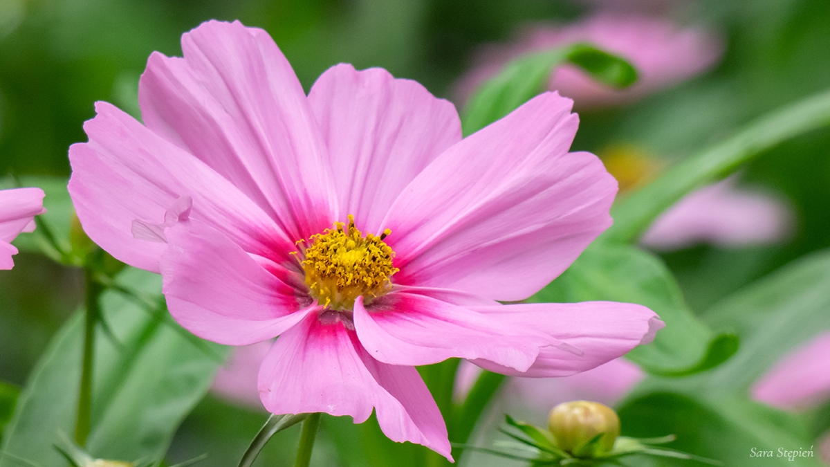 Rozw&oacute;j CXVIII