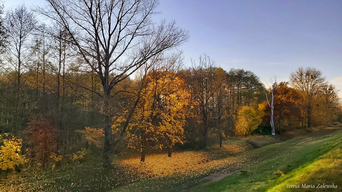 Rozw&oacute;j MXXXIII