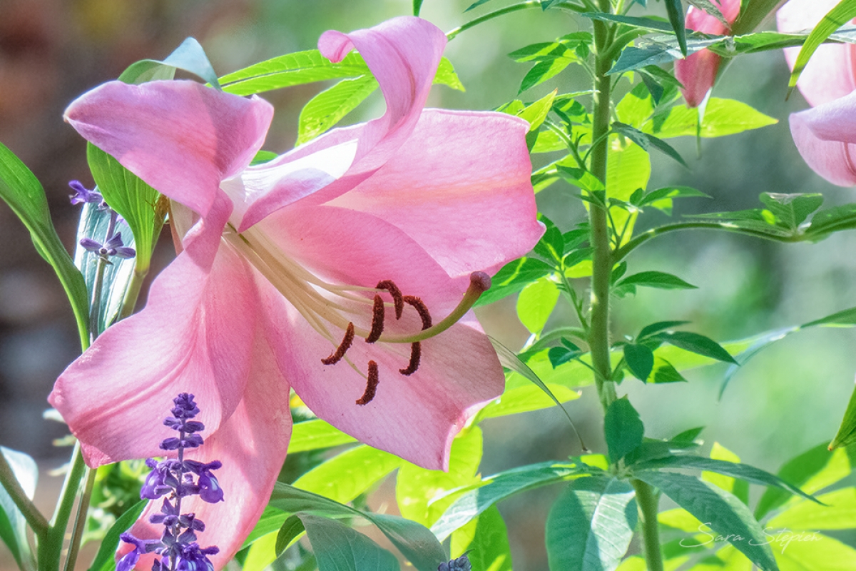 Rozw&oacute;j CDLXXXI