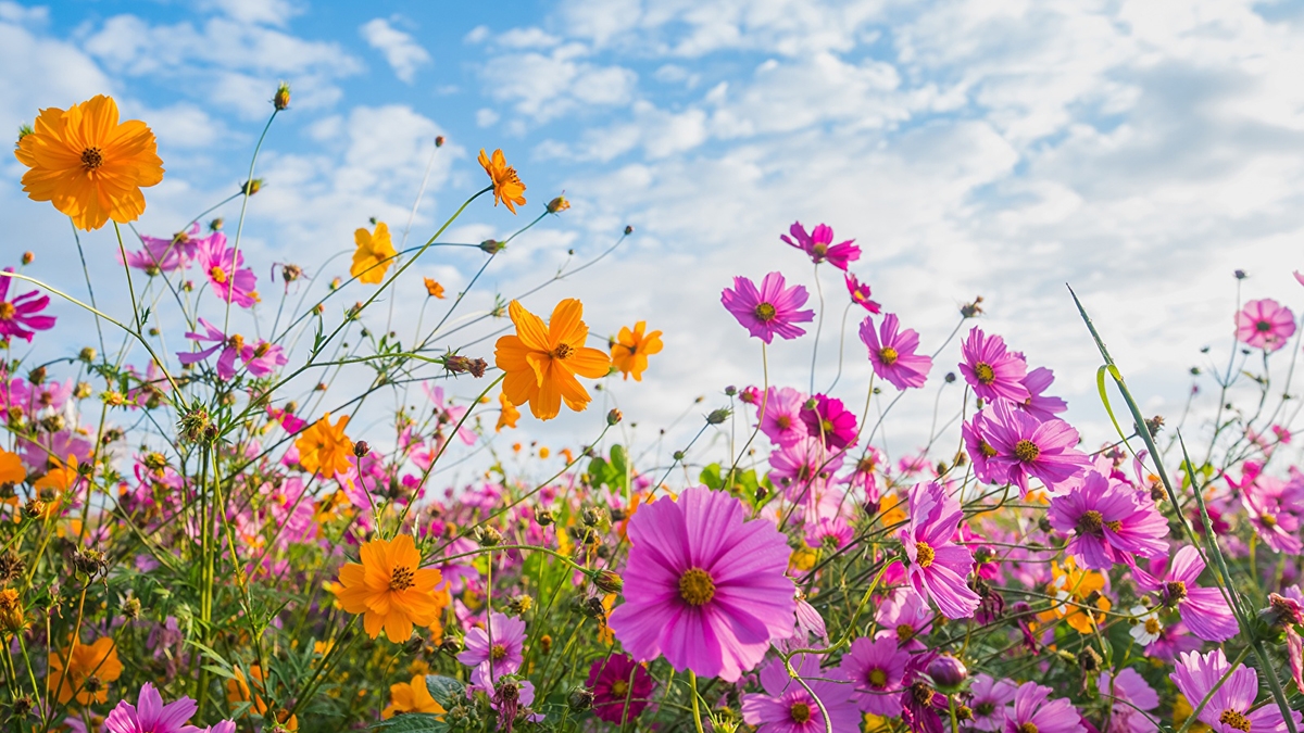 Rozw&oacute;j CXXXVII