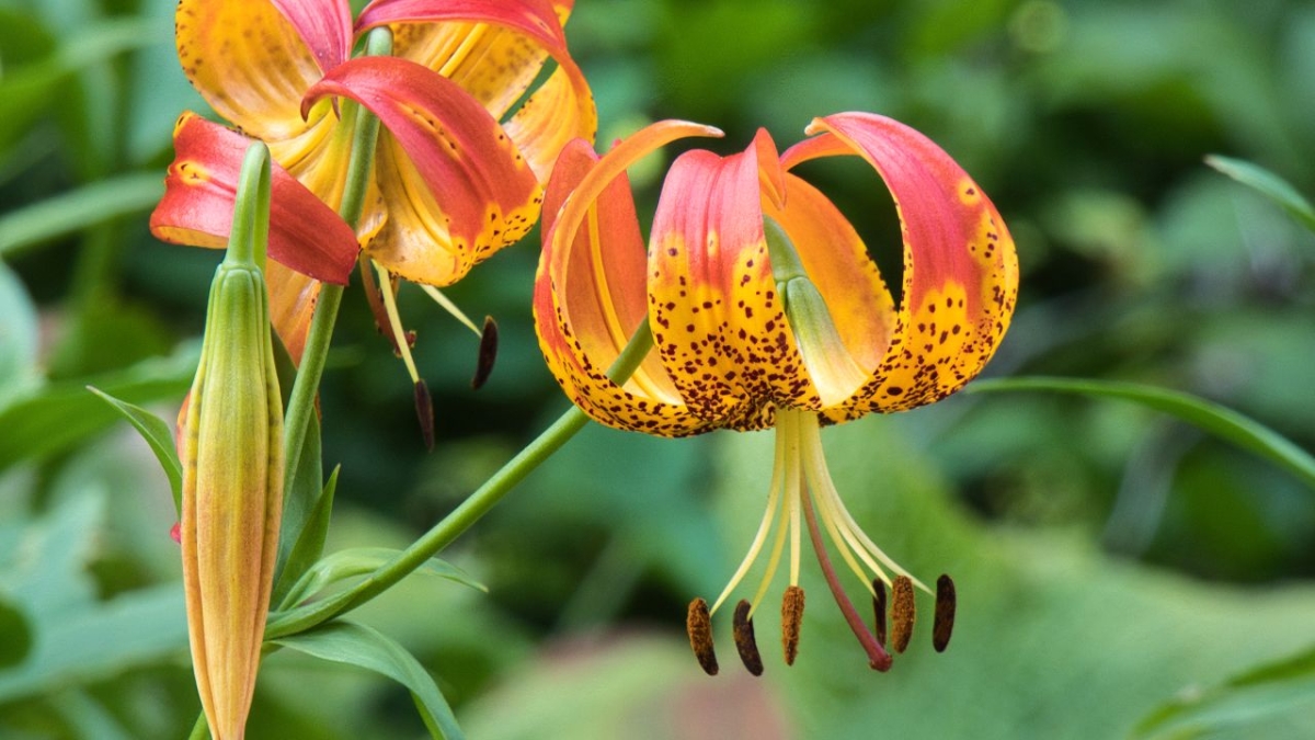 Rozw&oacute;j CXXIII