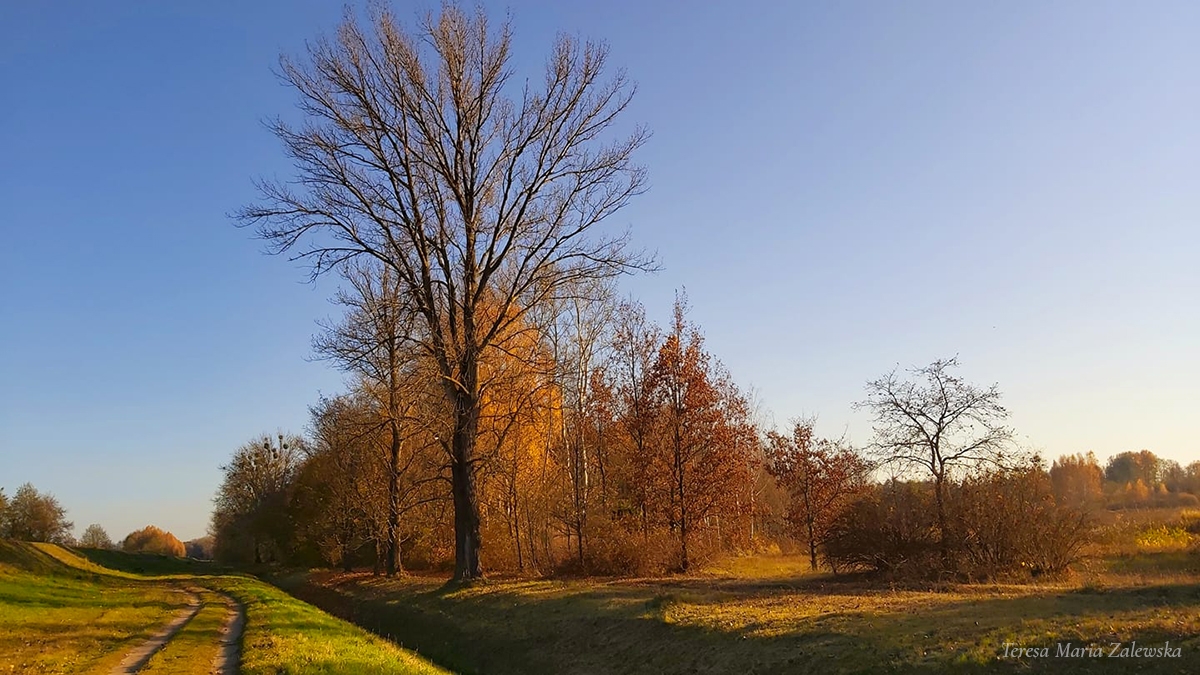 Rozw&oacute;j MXXXVI