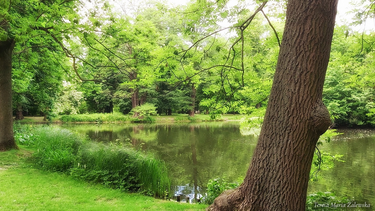 Rozw&oacute;j CMLXVII