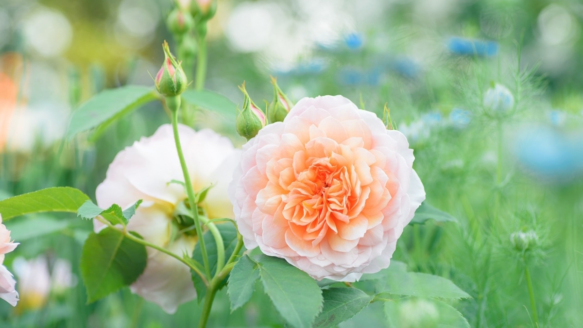 Rozw&oacute;j CCCXVIII