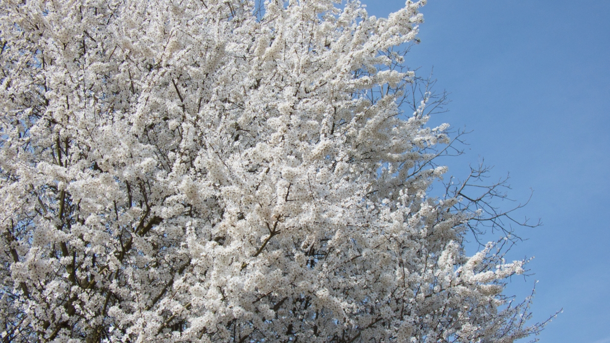 Rozw&oacute;j MDLXIV