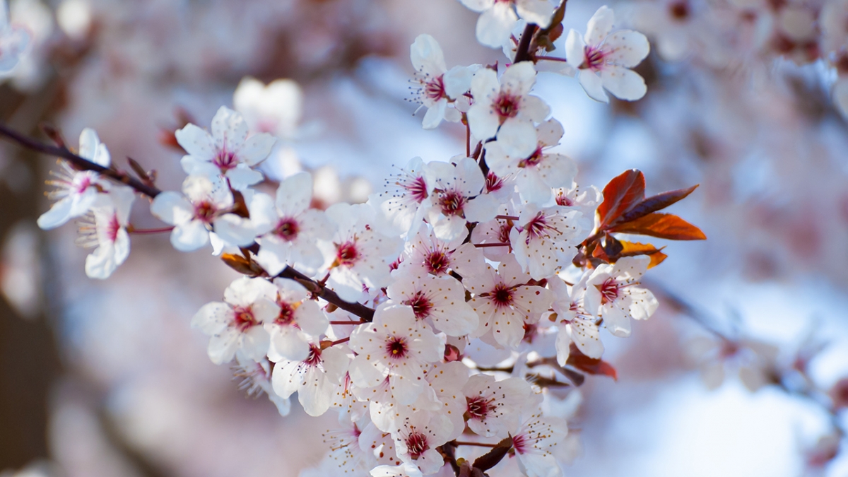 Rozw&oacute;j MCCCXL