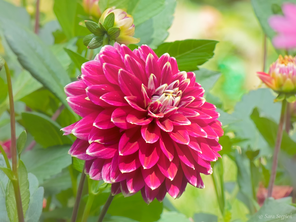 Rozw&oacute;j DXCIII