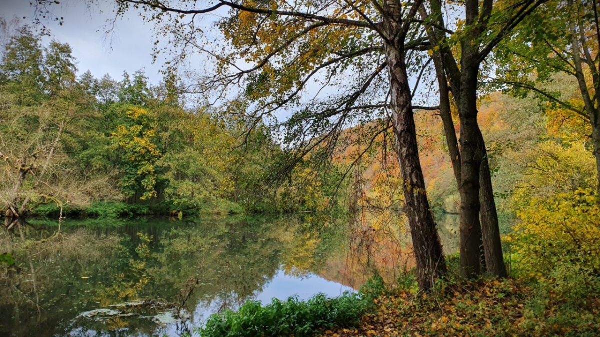 Rozw&oacute;j MCCCXCV