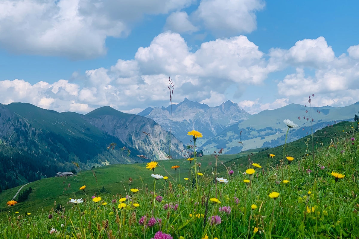 Rozw&oacute;j DCCLVIII