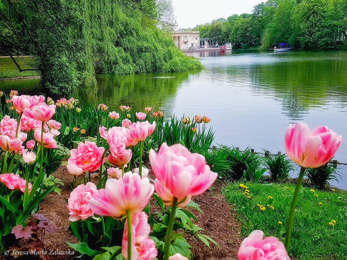 Rozw&oacute;j DLXXIX