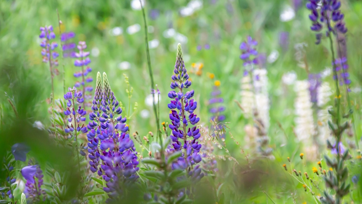 Rozw&oacute;j CCCXVII