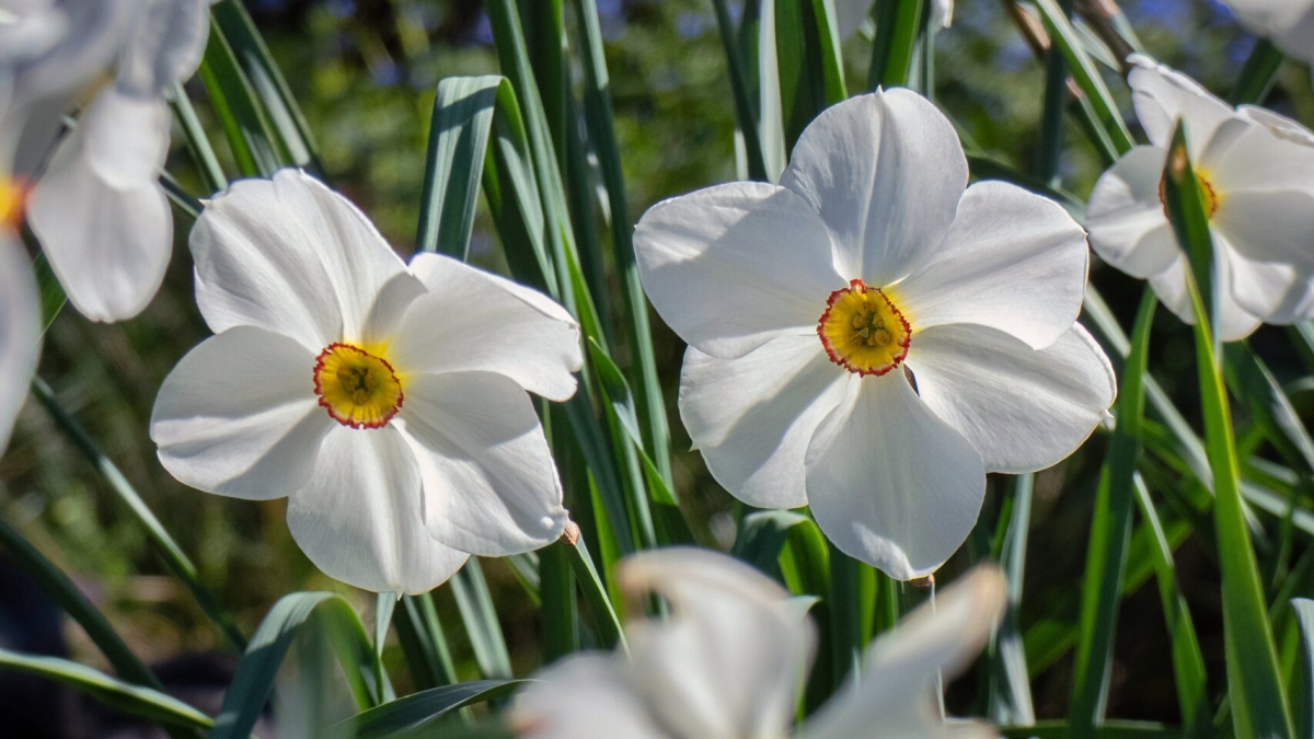 Rozw&oacute;j MCDXCVIII