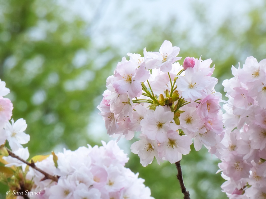 Rozw&oacute;j DXLVIII