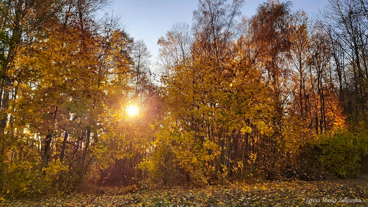 Rozw&oacute;j MXXXIV