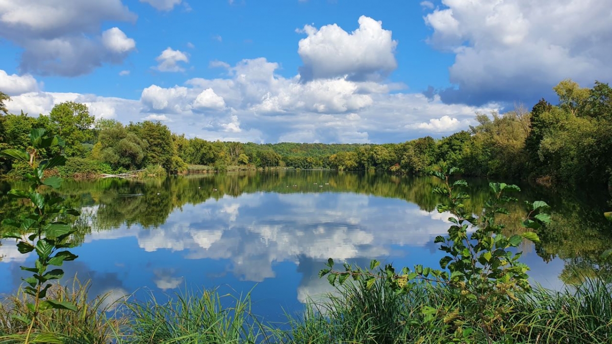 Rozw&oacute;j MCCCLXXXVI