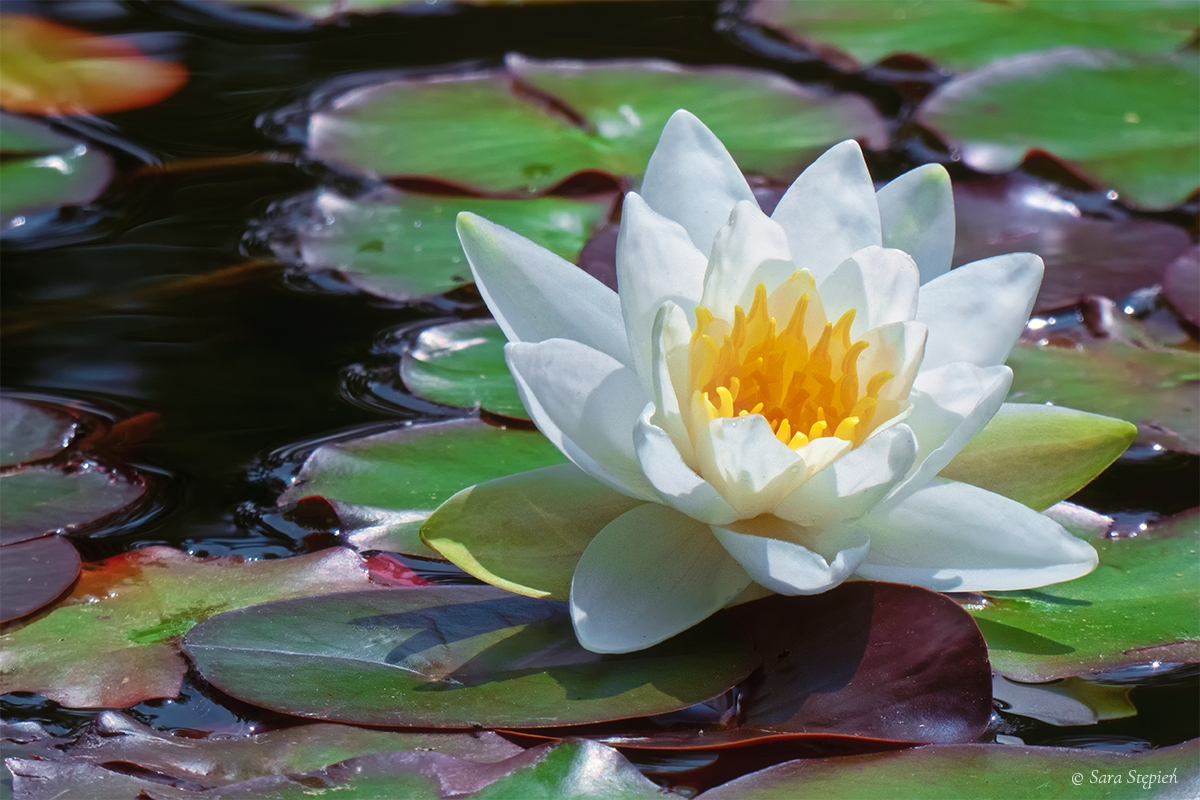 Rozw&oacute;j DLXXII