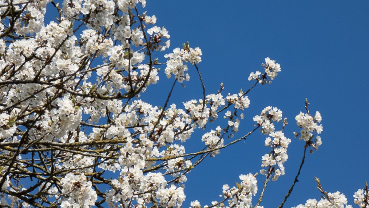 Rozw&oacute;j MCDXCIII