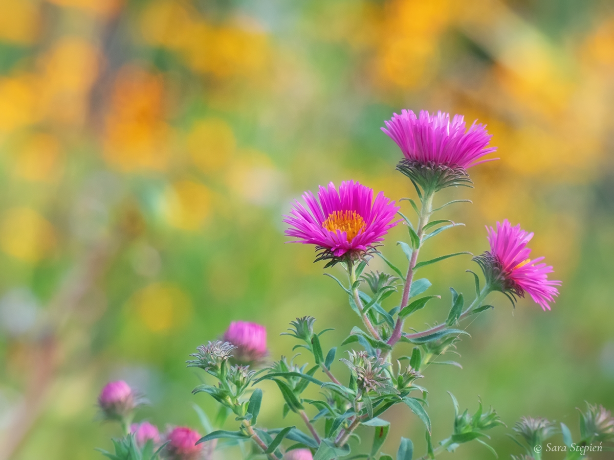 Rozw&oacute;j DXCVII