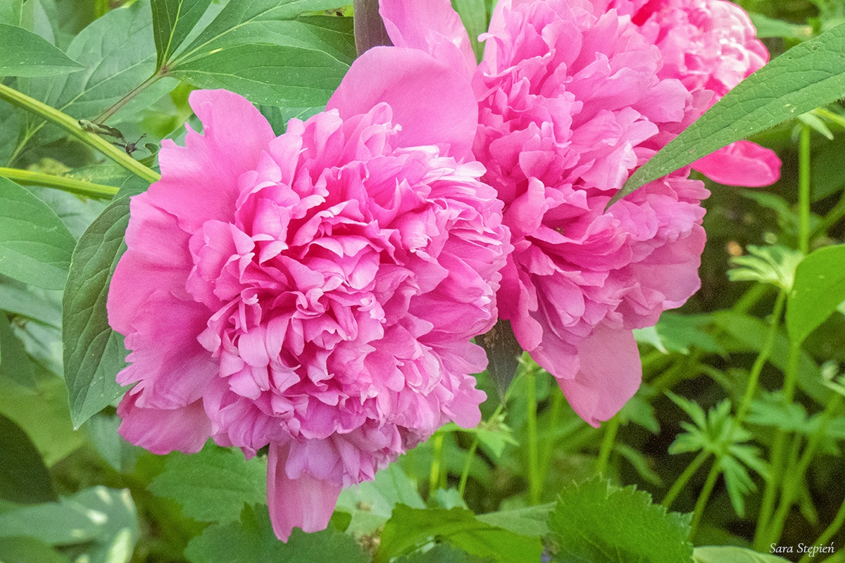 Rozw&oacute;j DCXCIX