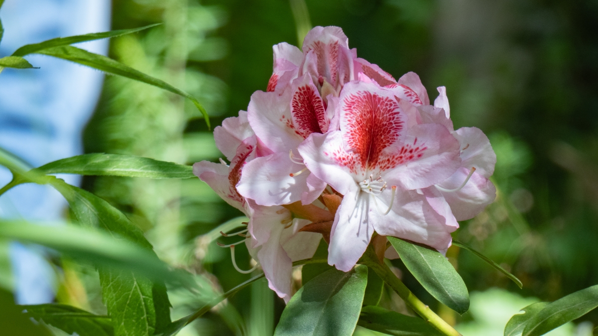 Rozw&oacute;j MCDXIX