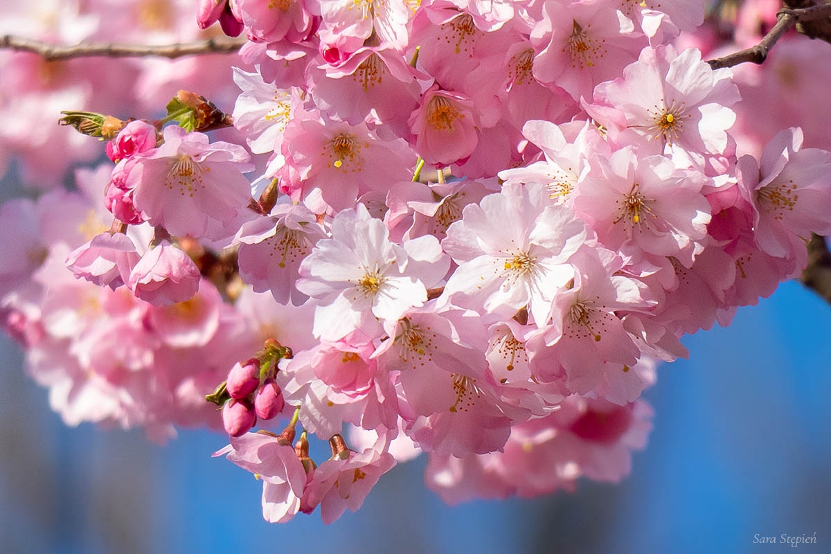 Rozw&oacute;j CMXXXIII