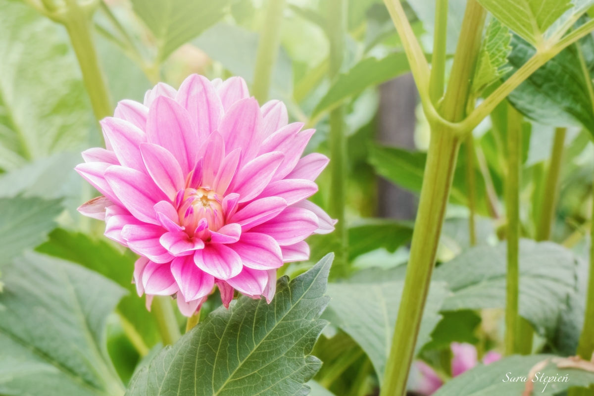 Rozw&oacute;j CDLXXXIII