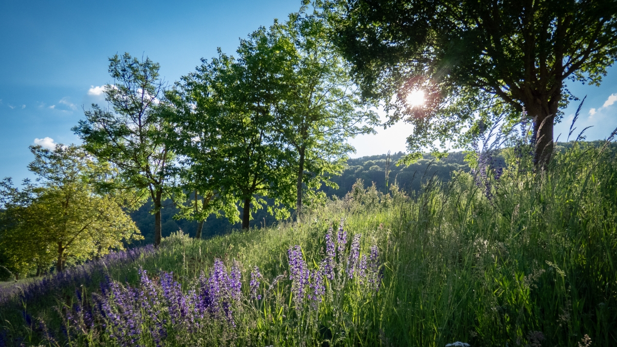 Rozw&oacute;j MCDXXI