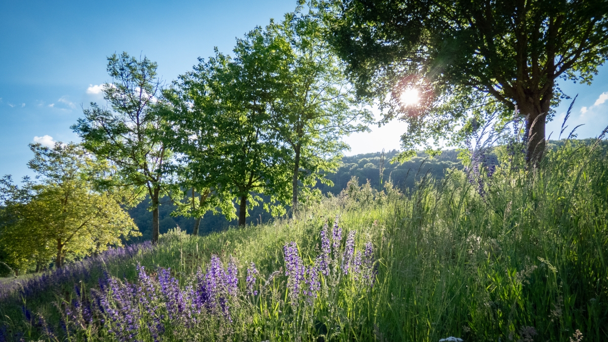 Rozw&oacute;j MCDXXI