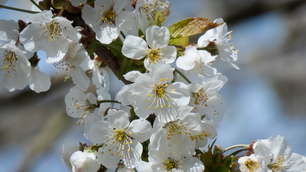 Rozw&oacute;j MCCCXLIII