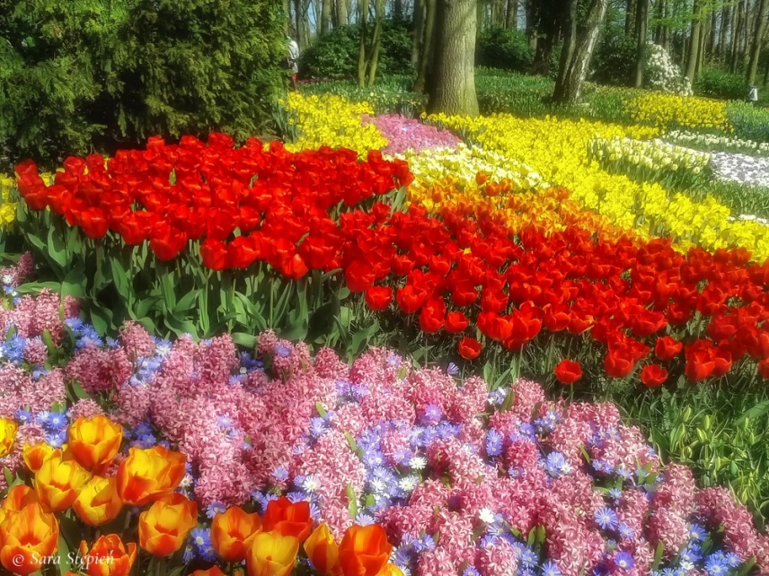 Rozw&oacute;j CCLXXV