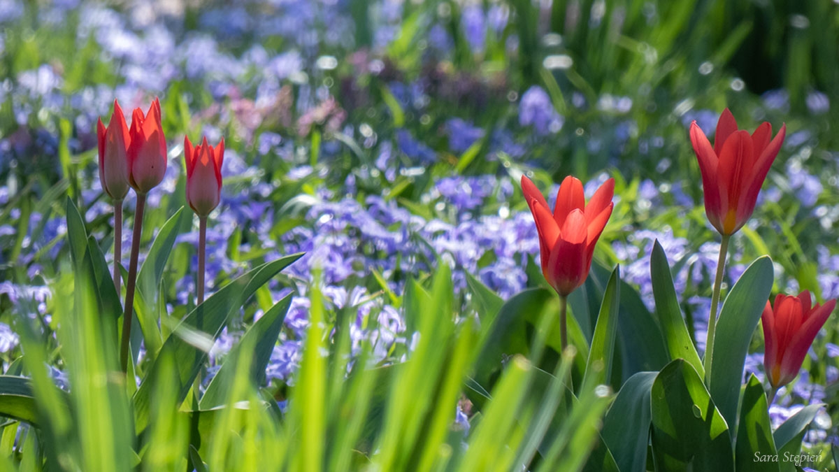 Rozw&oacute;j CMXXXIX