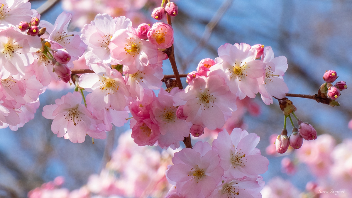 Rozw&oacute;j MXCVII