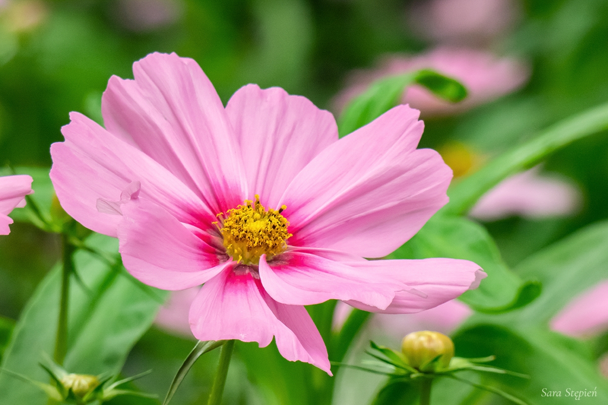 Rozw&oacute;j DCCXLVII