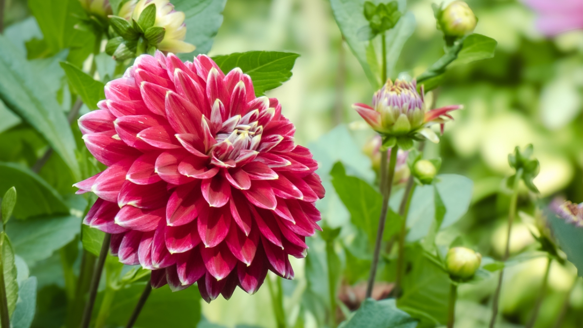 Rozw&oacute;j MCCCLXIX