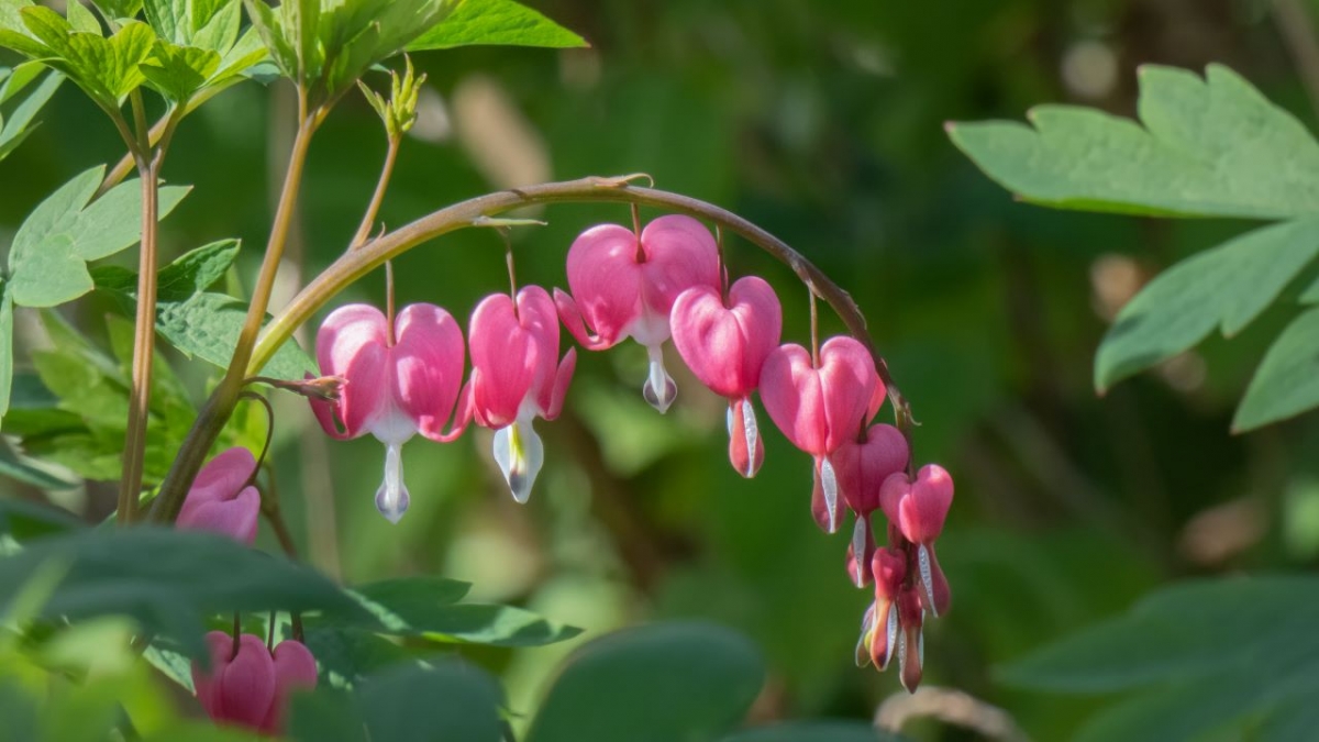 Rozw&oacute;j MCCCLVII