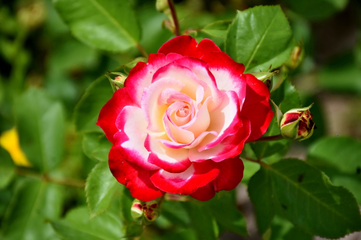 Rozw&oacute;j DCCLXXXIV