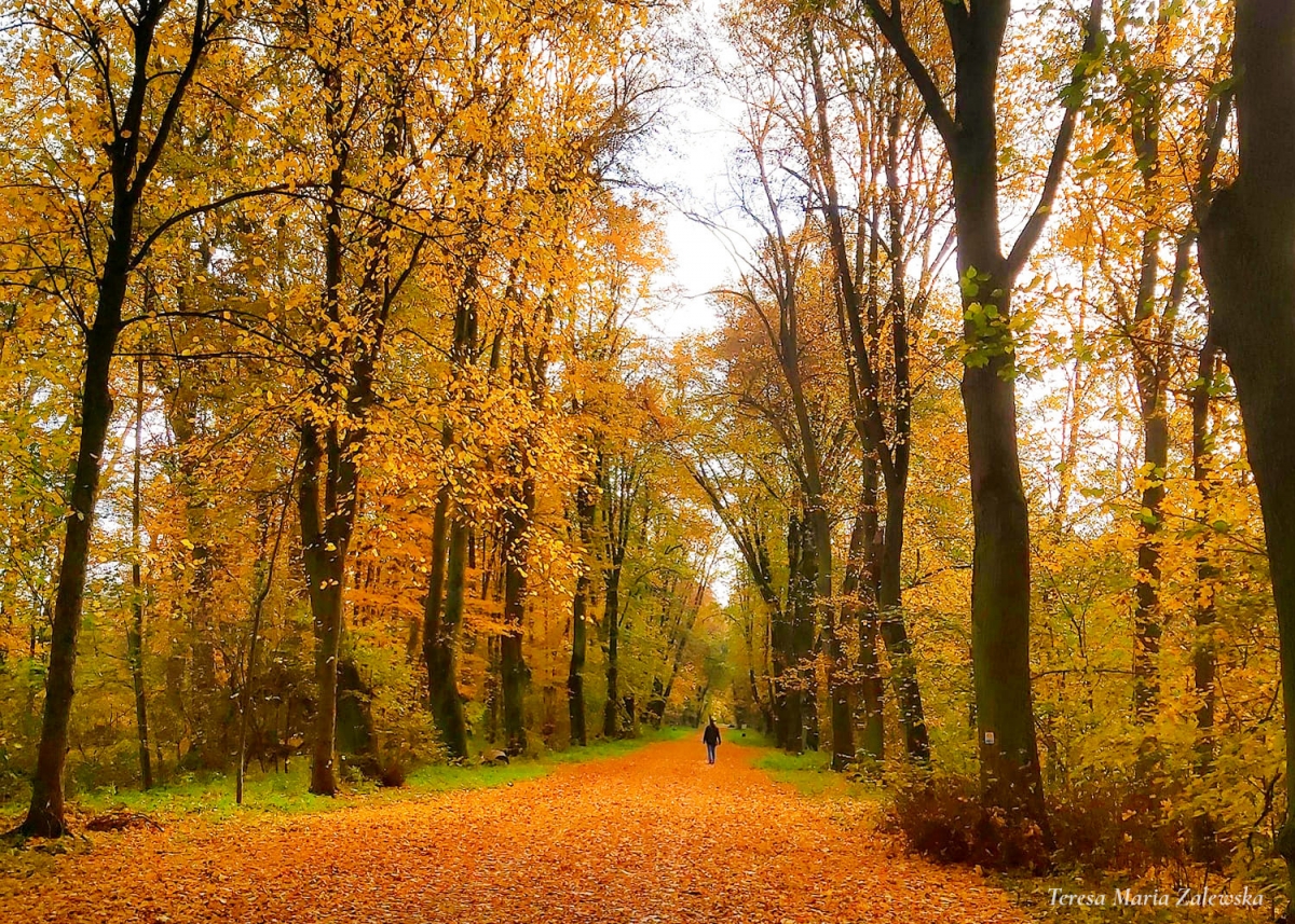 Rozw&oacute;j DCCCXXXIV