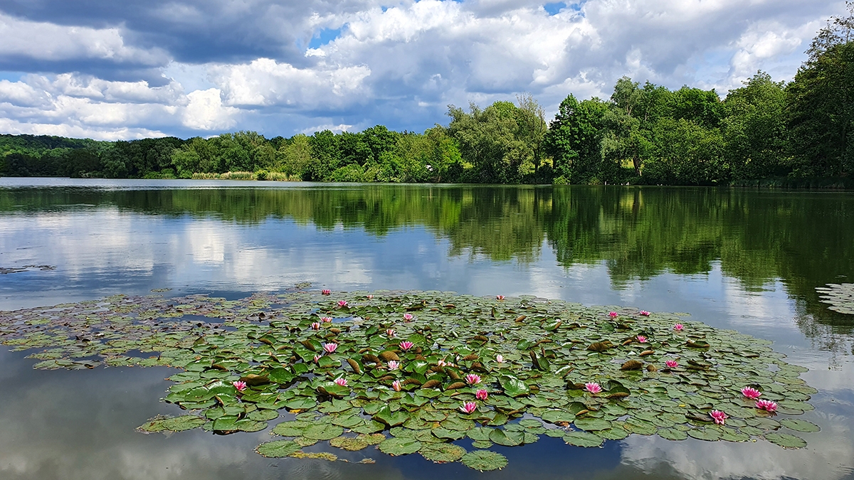 Rozw&oacute;j MCCXLVII