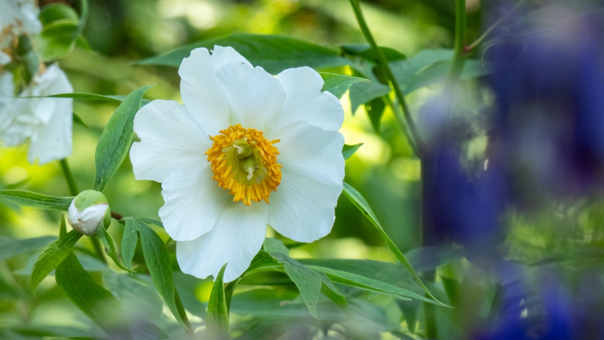 Rozw&oacute;j MCDXXIII