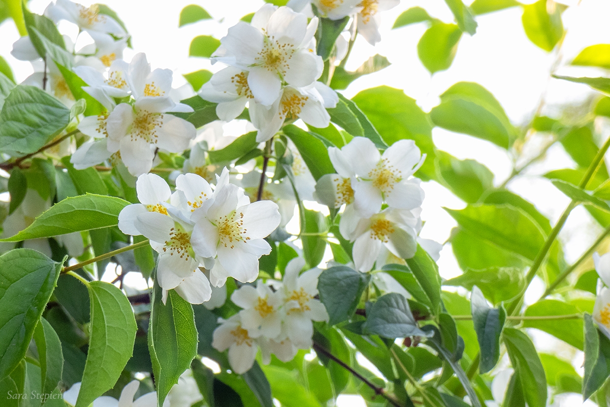 Rozw&oacute;j DCCXXXIV